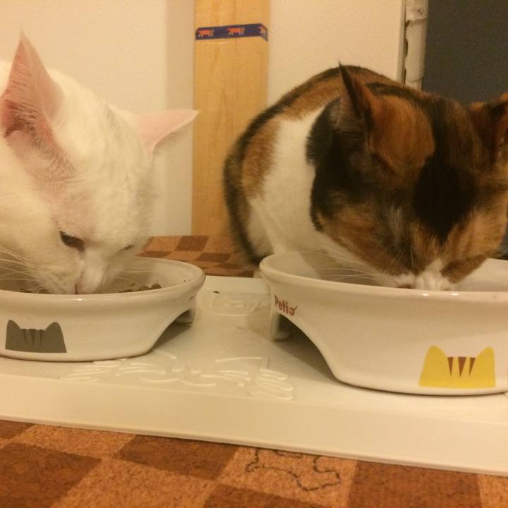 A06276d6 501c 4740 bc72 01665ad40679