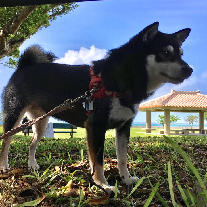 A06b0845 c3c8 4d9b a4f0 233eb472649b