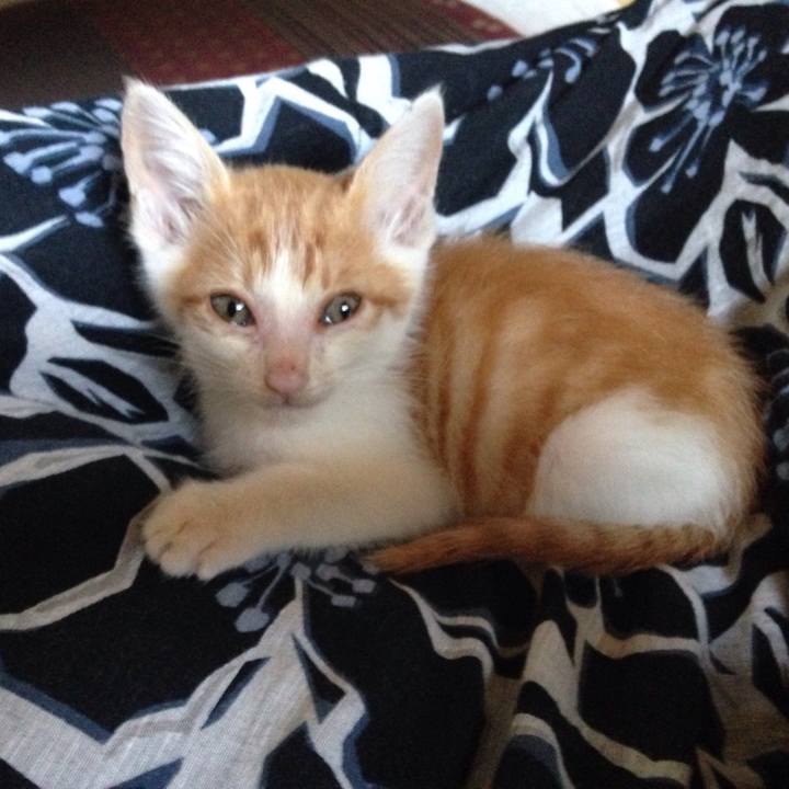 A06e58d0 7f85 4421 921e ff588f55eea8