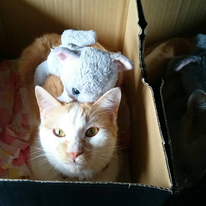 A06fd267 8b8f 4adf 8709 2bd690b1e6d5