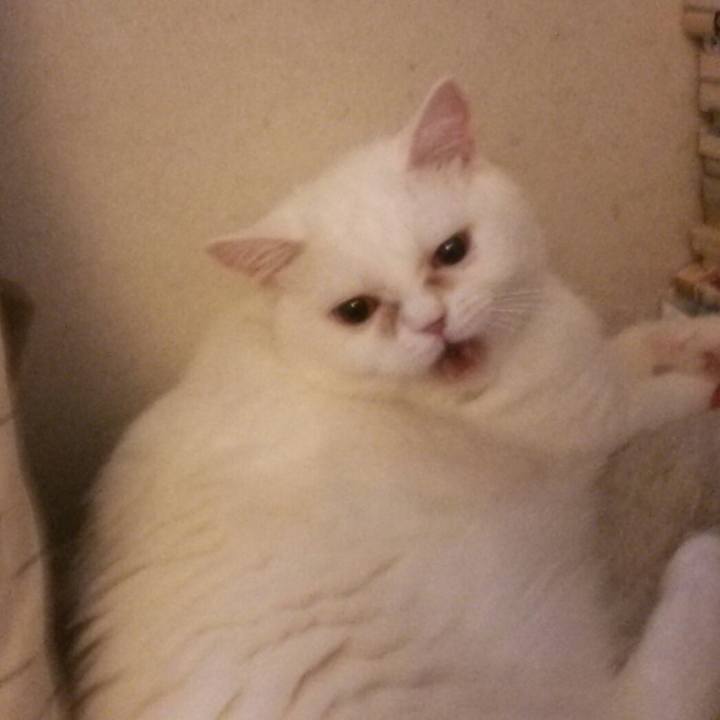 A08337da dc8b 43e6 9173 21ee8337e779