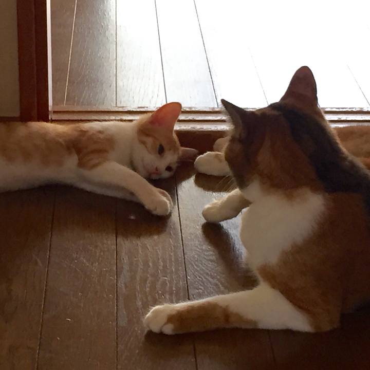 A08cca7e e783 4c67 8de9 eb2e37e05d9f