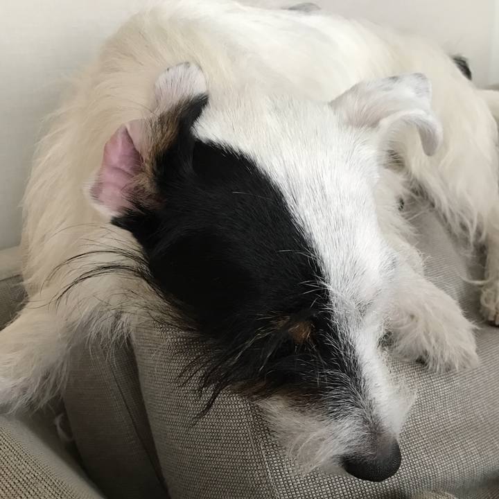 A08f44e5 8a7b 4c3a b4f2 f07bcd15dfe2