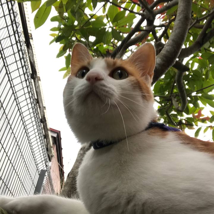 A092a550 d765 45ed a633 acaa1356a56e