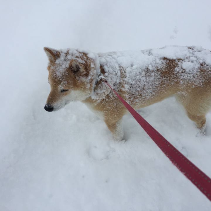 A0942de6 2e6a 4ce7 9080 d0354af88ee8