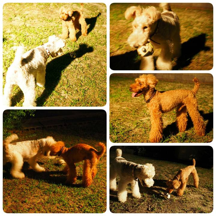 A094df85 31a6 4df1 957f c5b677436d5d