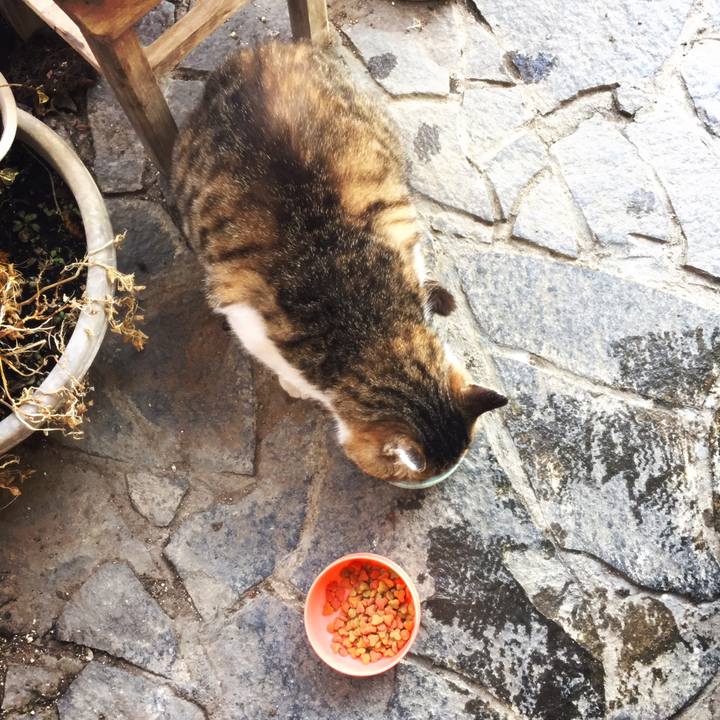 A09ace63 ced9 4e21 851c d09c878ac799