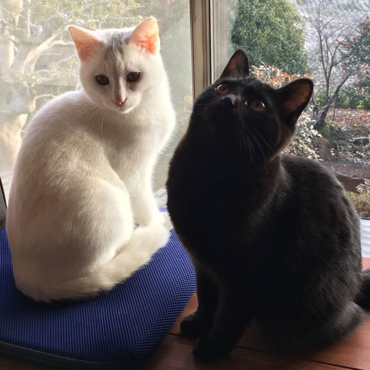 A09b9b89 9611 4221 bd80 634120c9472b