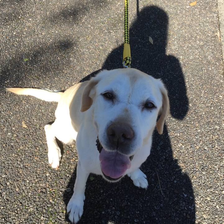 A0a51e3e f4d0 4a9f a1ba 594a70fbe0d6