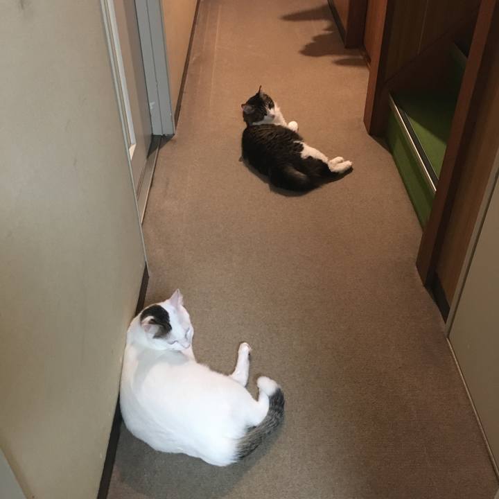 A0a96566 9493 4c00 b388 ecfdb4a84370