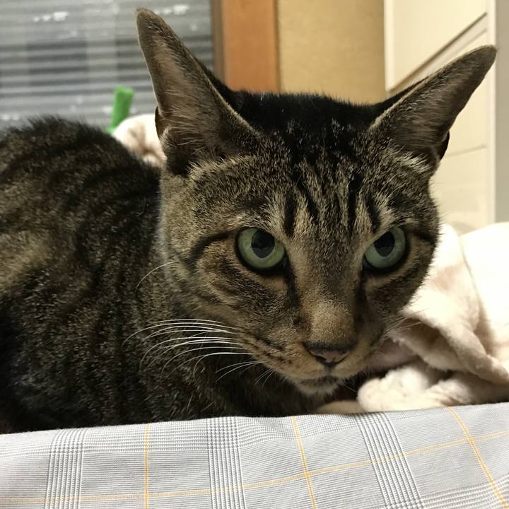 A0aabdfb d34b 47d7 ad11 c4761dc02140