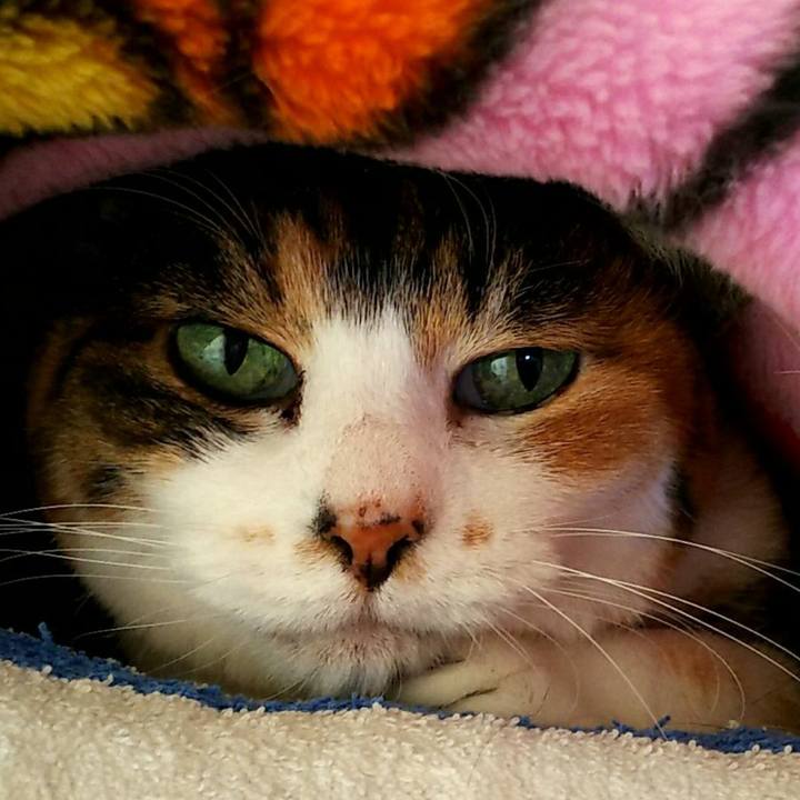 A0ac353a 7bf2 45bf 826f ea88d5804610