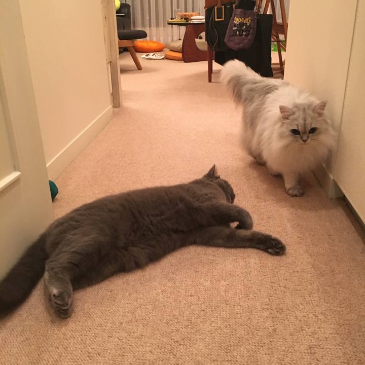 A0bfdbcc 2a90 49b0 a256 80adad0e8ca5