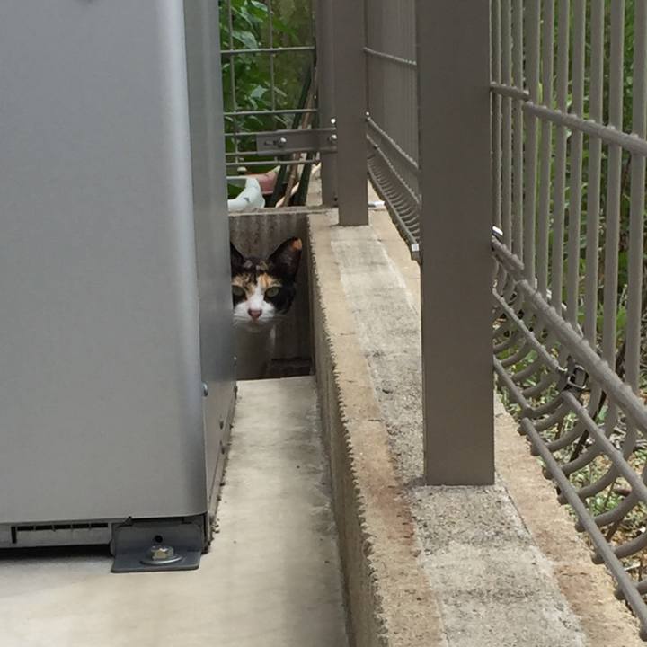 A0c7ab8a 9186 4cee a1a4 4d66e230849d