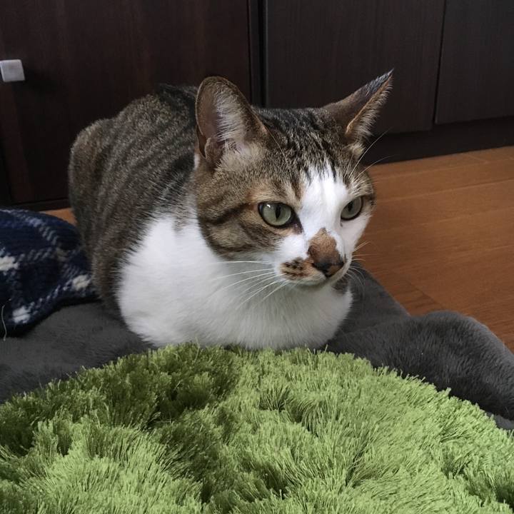 A0c8743a 2032 4438 8626 1cfc406daef2