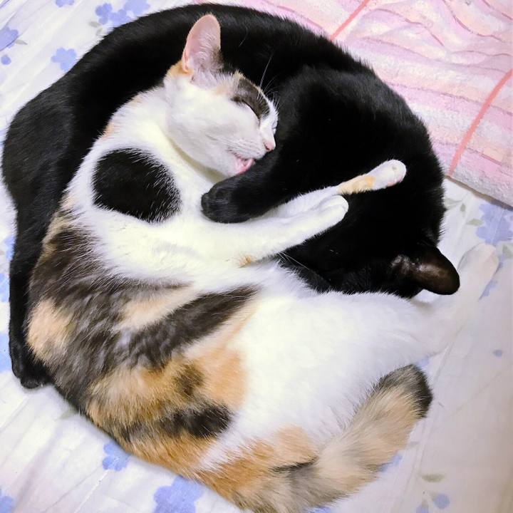 A0d00f83 bc3c 4530 9e63 0440fd863748