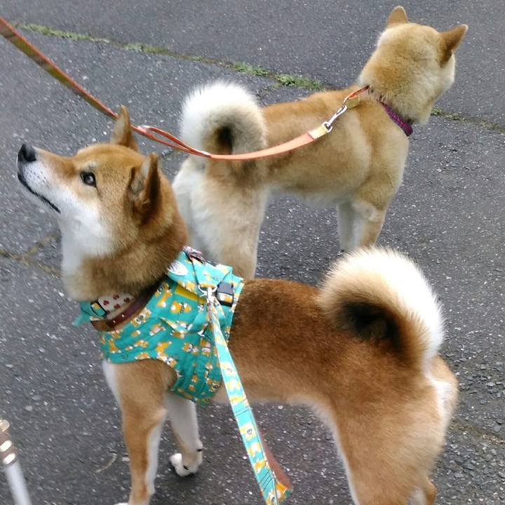 A0d22629 829e 449b a3fd 0ae80f0b2556