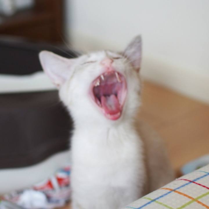 A0da2e2c 42d4 4429 a597 6d12ab729017