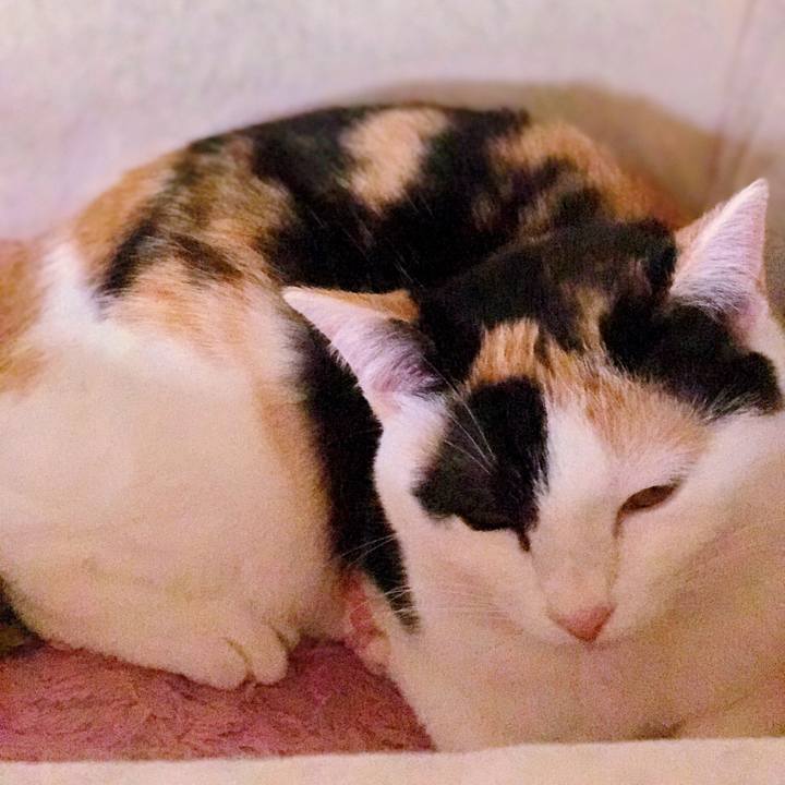 A0db8c32 a7c4 4d97 bdba 1da34ada4b77