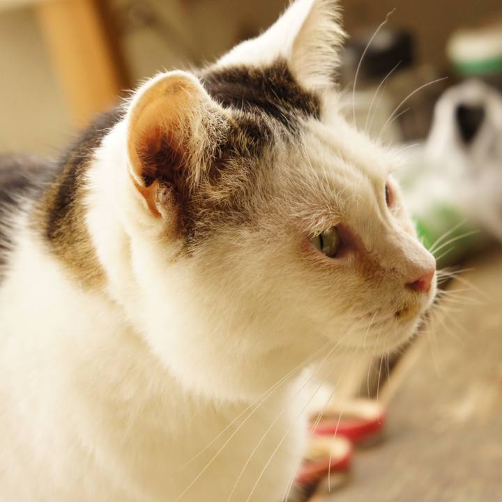 A0de9631 7207 4021 b81f 5dcfa7de3467