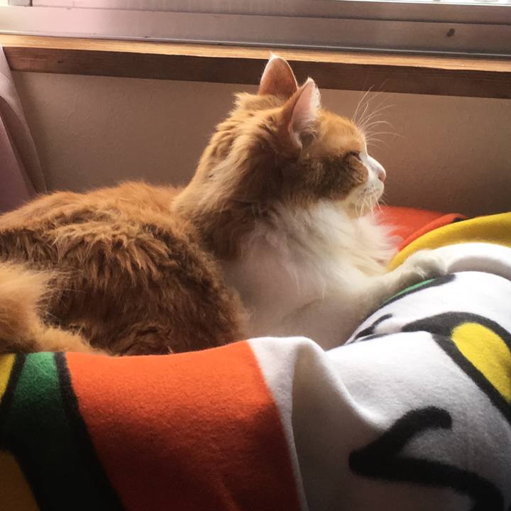 A0e1e318 4505 403b 8f49 8b4c048fd980