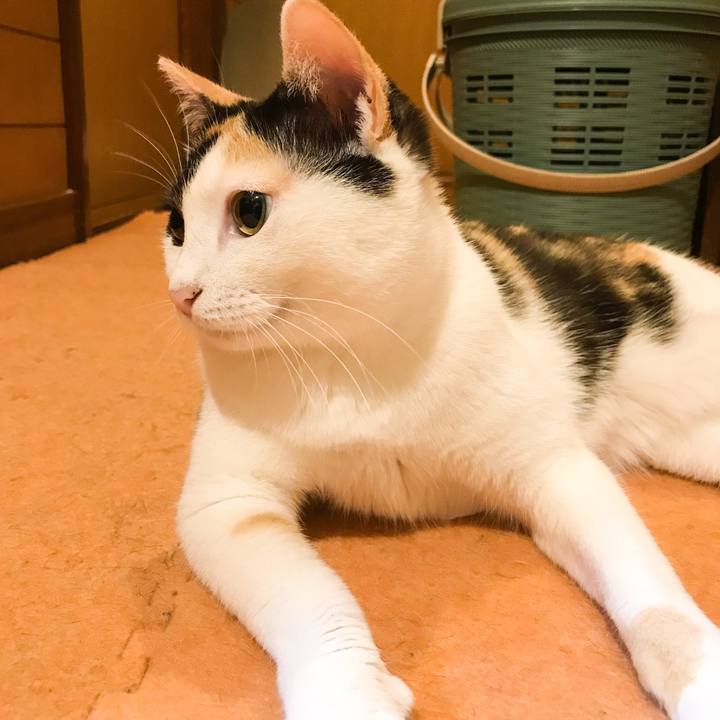 A0e21ff2 034b 4331 b51b 7fbe4140e152