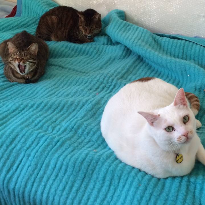 A0e2f74d ae13 4c0c a44f beb656993463