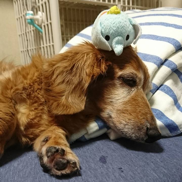 A0e707dd 0979 4322 9b5a 47c5caee4cc3