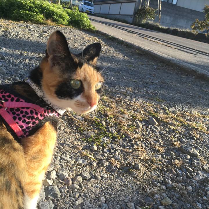 A0f16f00 43e6 4410 b9ee f49c88724bcb