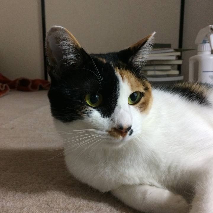 A0f427ea e572 4b37 970b 6ea3ab78b74a