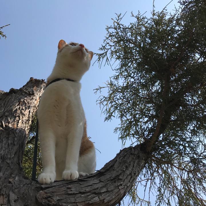 A106cd67 c54e 40d9 9e62 577178d5ac34