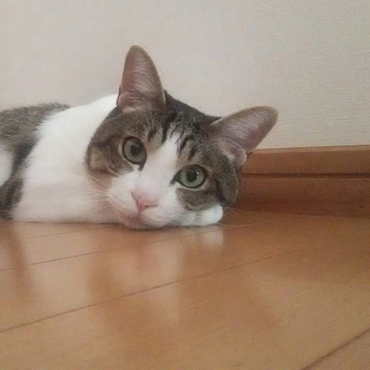 A10b0394 7f30 4f63 b28a a43fa7187b12