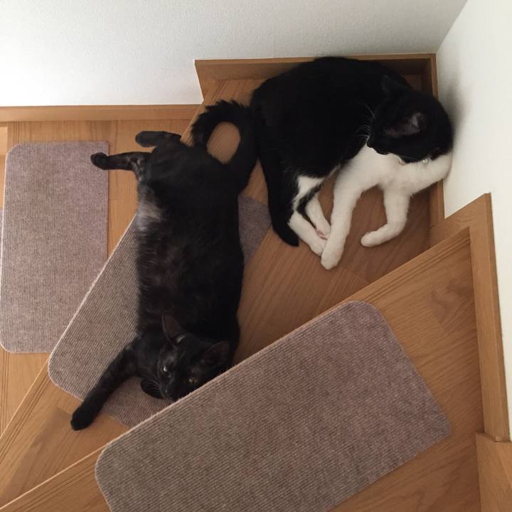 A11c0460 0629 41c6 af8e 67700bc1c054