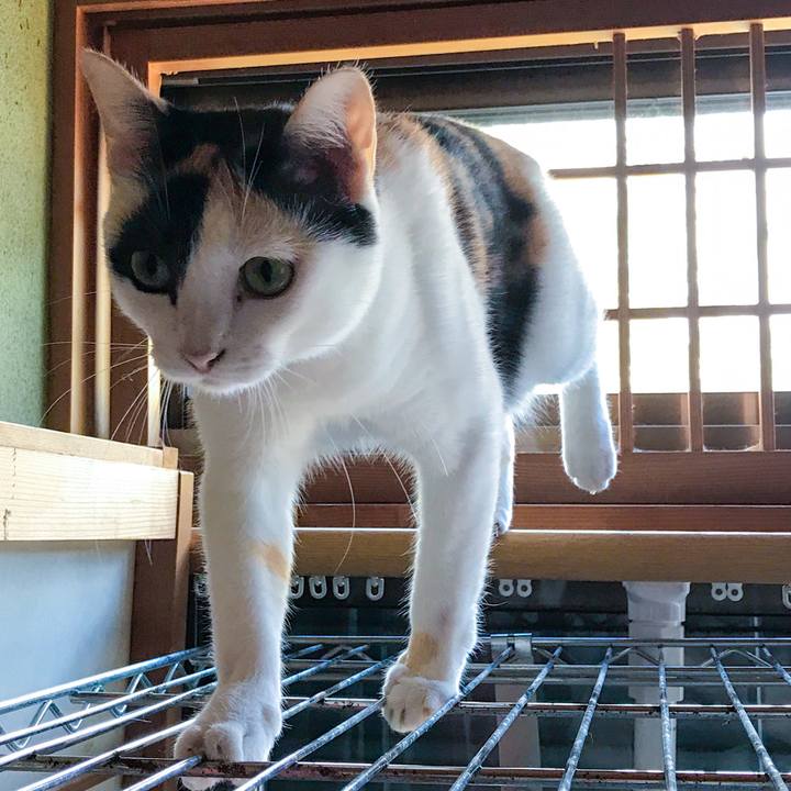 A11cd32a 7d29 479f a52f 3d2ab32cd6de