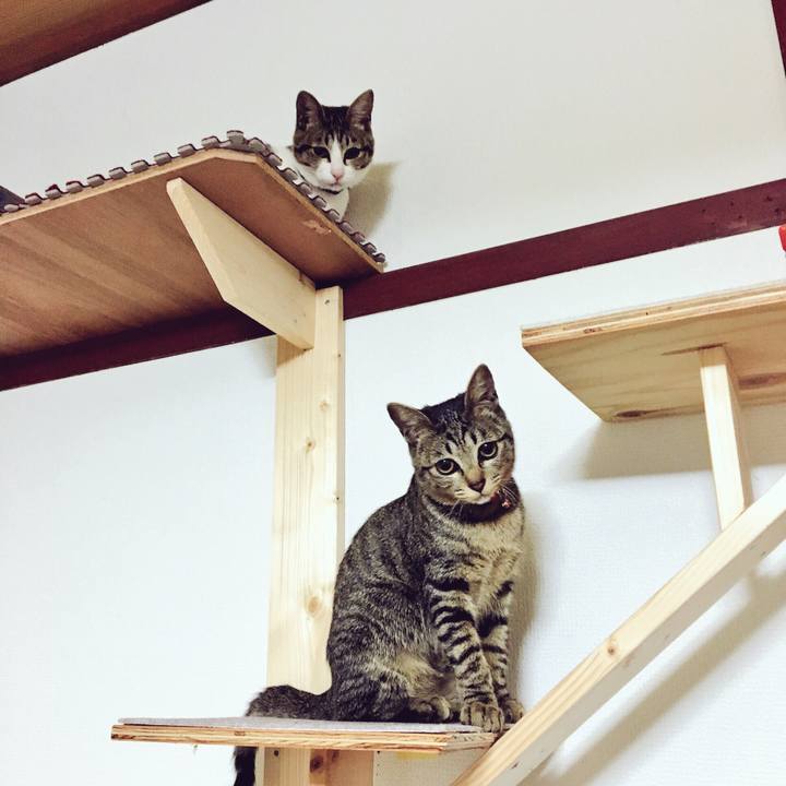 A12ade85 53fd 455f 938f f04c377eef10