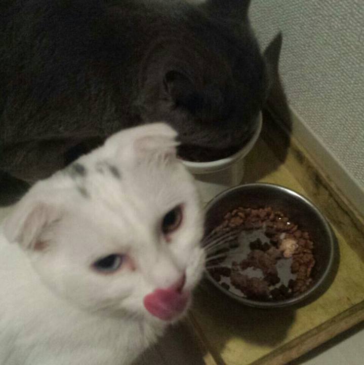 A1379f1c 288f 41fc b500 b18ee6a27a1c