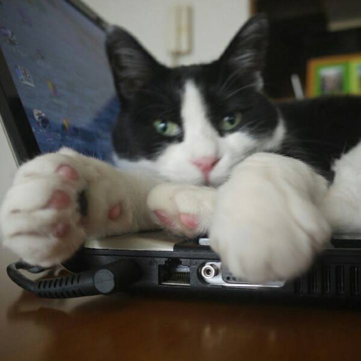 A13ff299 952a 4302 b243 74147064c6f5