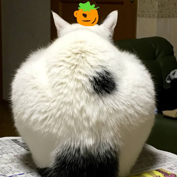 A1428ae1 6208 4fa1 ba62 287bfc158913