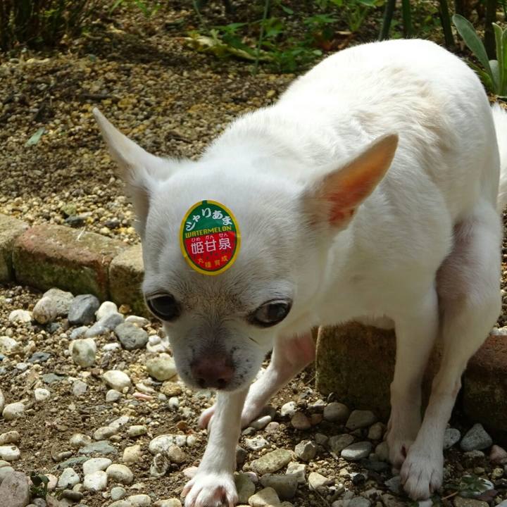 A15cd89a 606d 4493 a4c6 f80ca29fc0c2