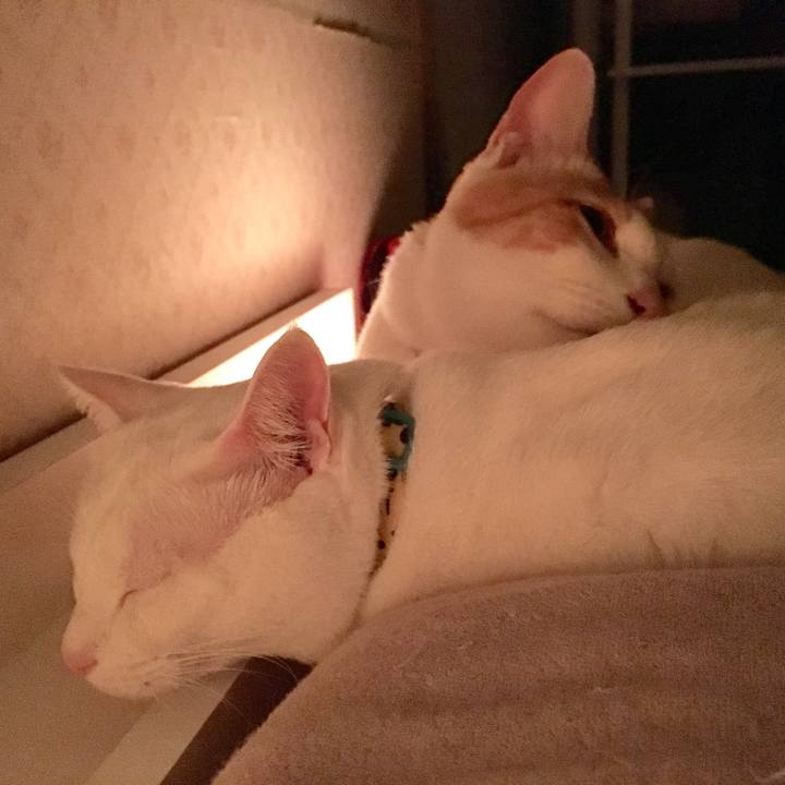 A161c471 349a 4cb1 80c3 c8d195e83203