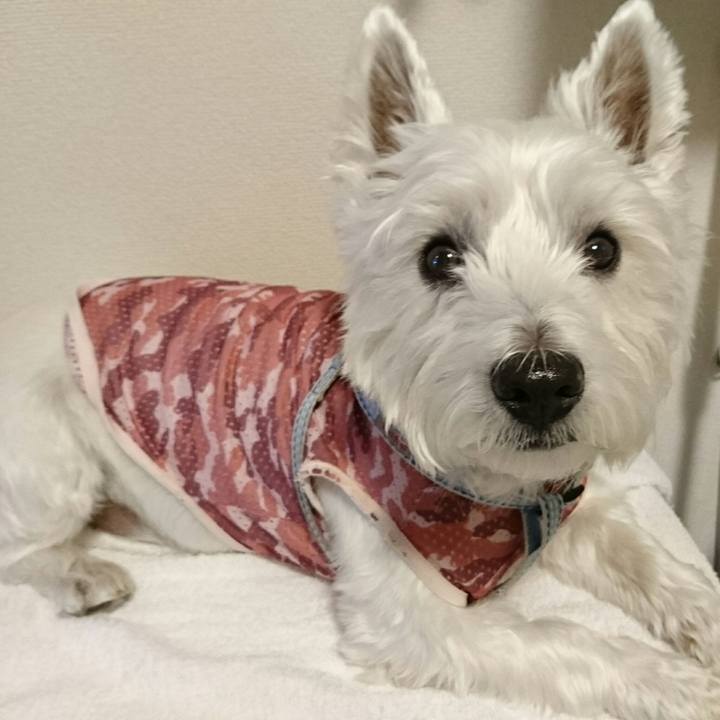 A1624b77 d075 4c77 b0f3 9eae69a8987a