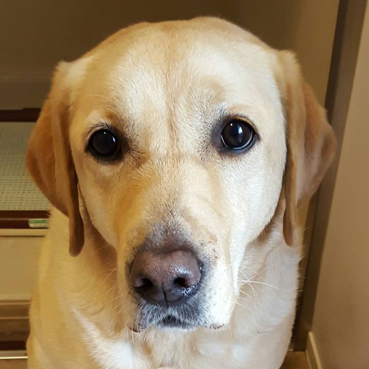 A16c259a 4334 4311 aa32 7d719e948344