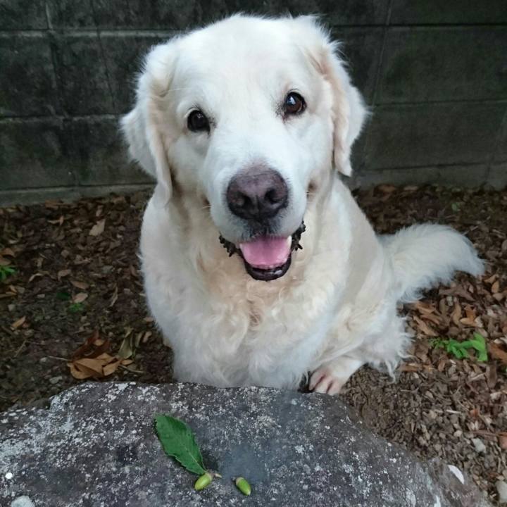 A16e55a2 5162 401f 9626 e2b6b4ea59fa