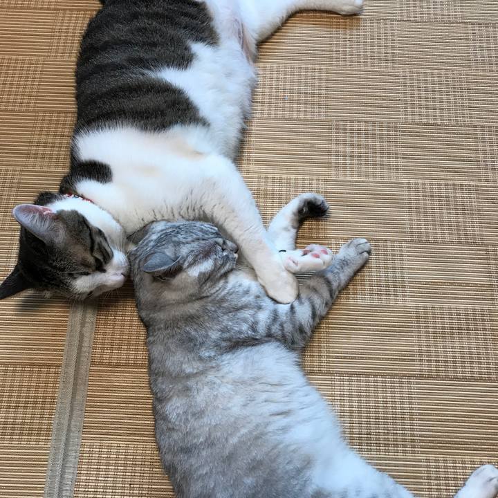 A16ee639 ab2e 427a ace6 1ed781ce0b73