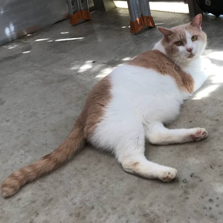 A17f531f b4bc 421a a529 6e94845db7c1