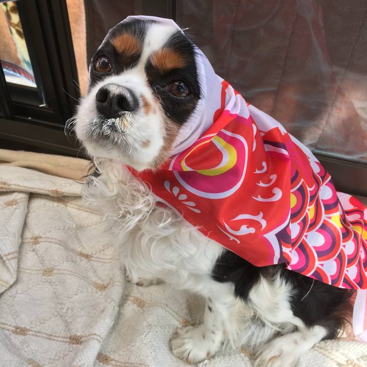 A180fdba b230 4f95 a292 87c76cf8ad2f