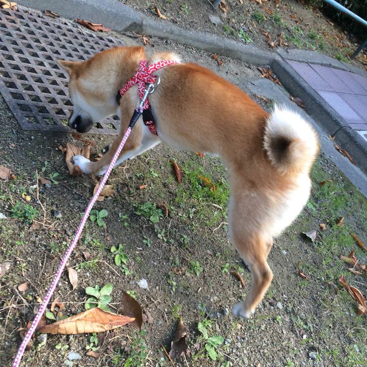 A183e375 d381 458a 8191 253458c0e76a