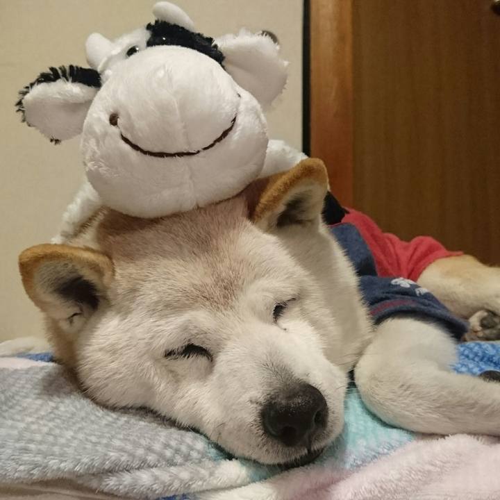 A18a2ca7 1cbf 4ba5 92bd 826b91c620c6