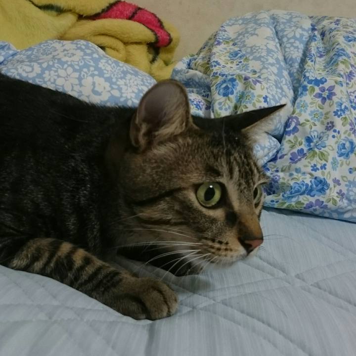 A18f2046 a923 4d42 be45 6aa86c052d0a