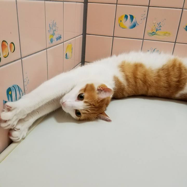 A1968afb a89b 4192 9f8a 523d0d09c87c